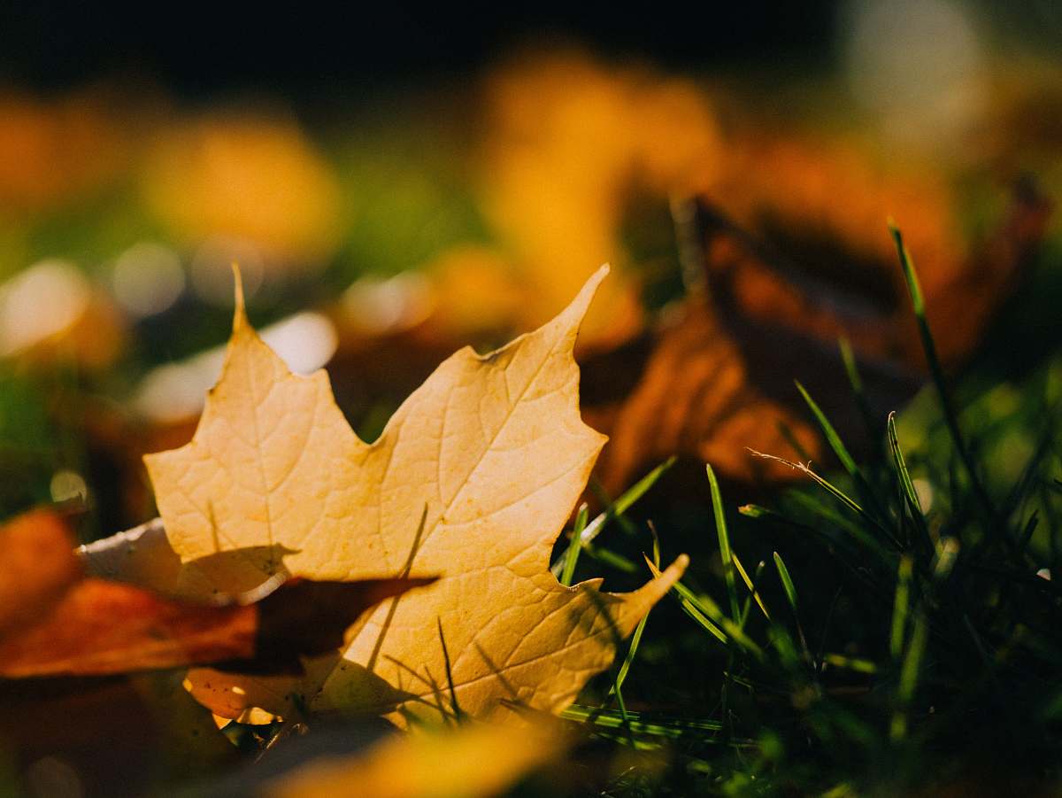 leaf A yellow leaf in the grass. autumn