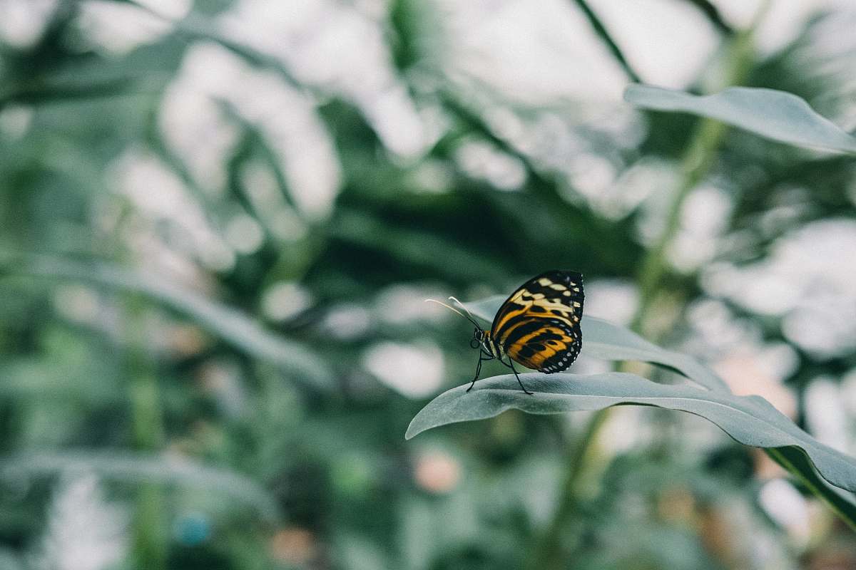 insect black and brown butterfly nesting green leaf shallow focus photography butterfly