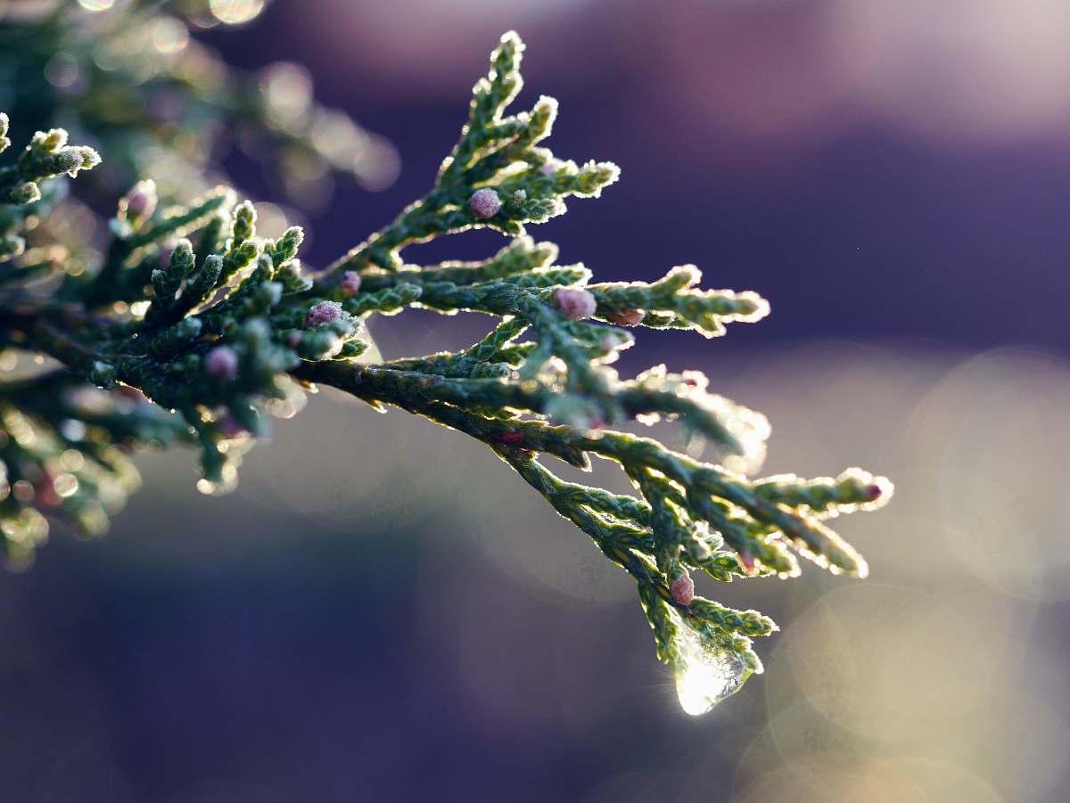 tree Christmas tree conifer