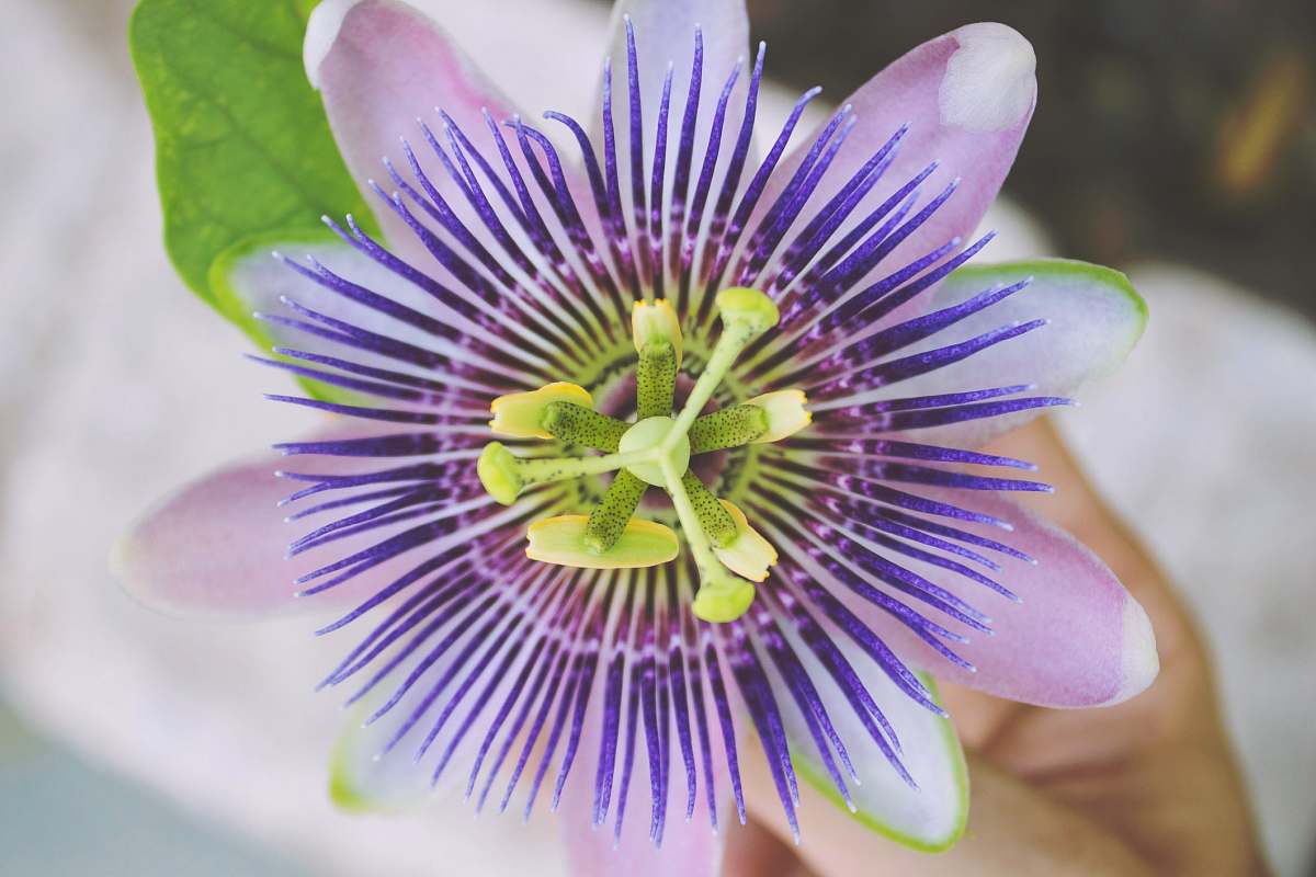flower close up photography of purple petaled flower flatlay flower