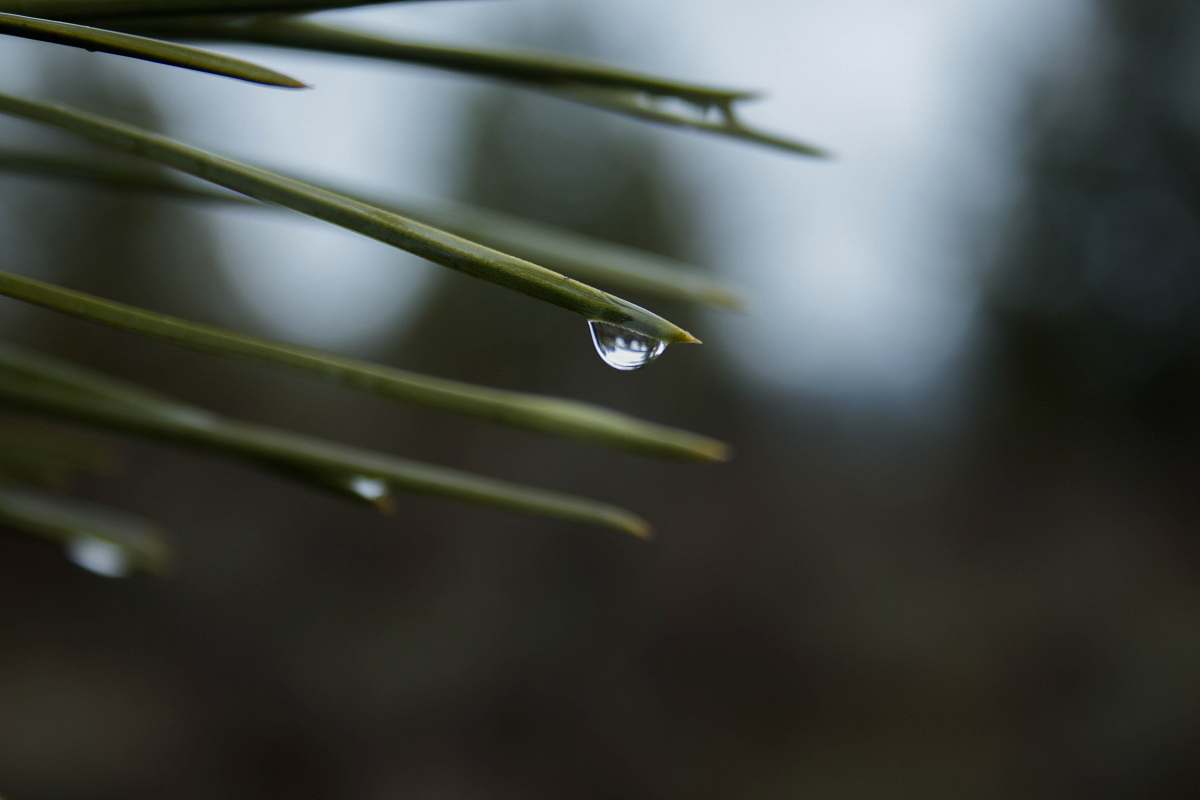 conifer drop of water on green leaf during daytime tree
