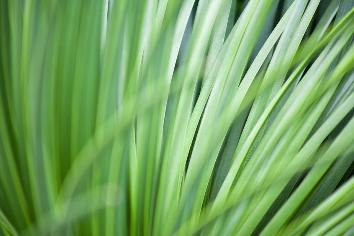 grass green leafed plant green