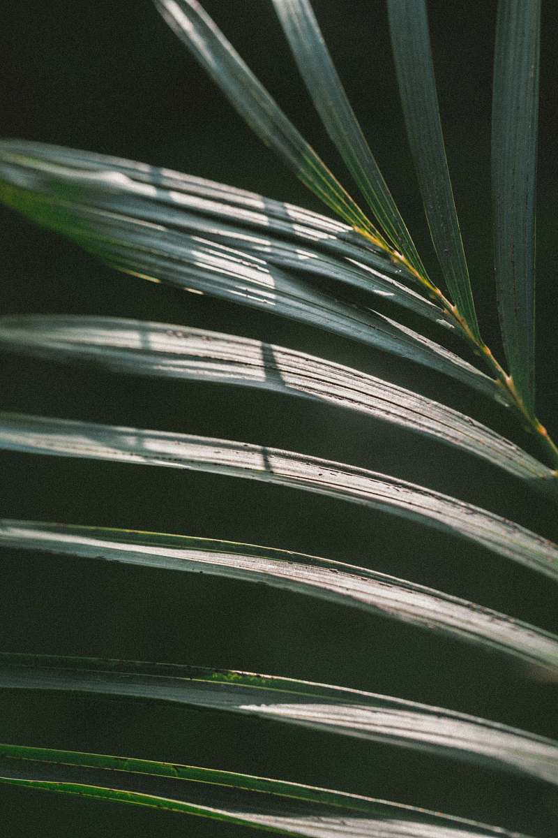 tree green linear leafed plant foilage