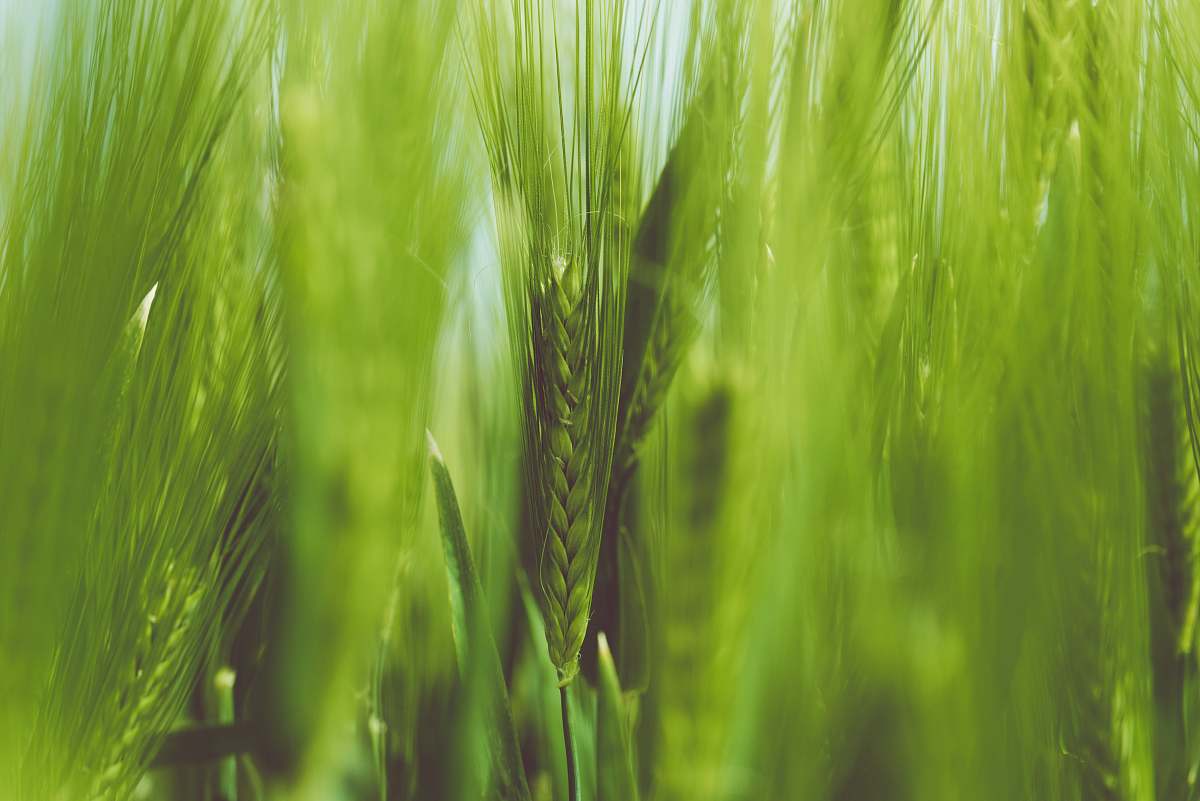 grass green wheat green
