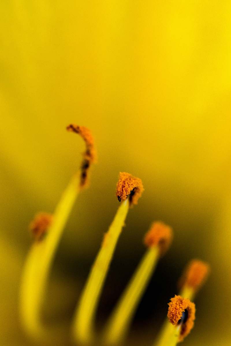 flora macro photography of flower pollen pollen