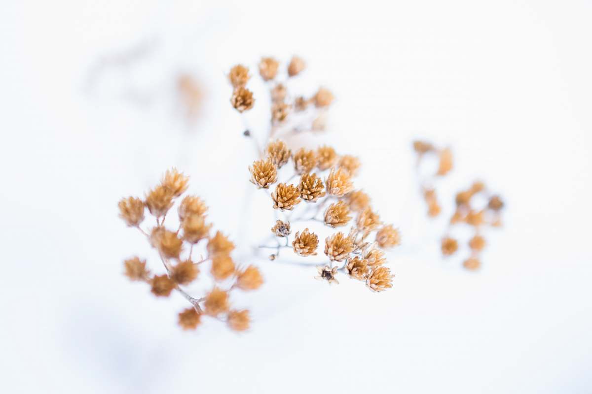 grass shallow focus photo of brown flowers winter