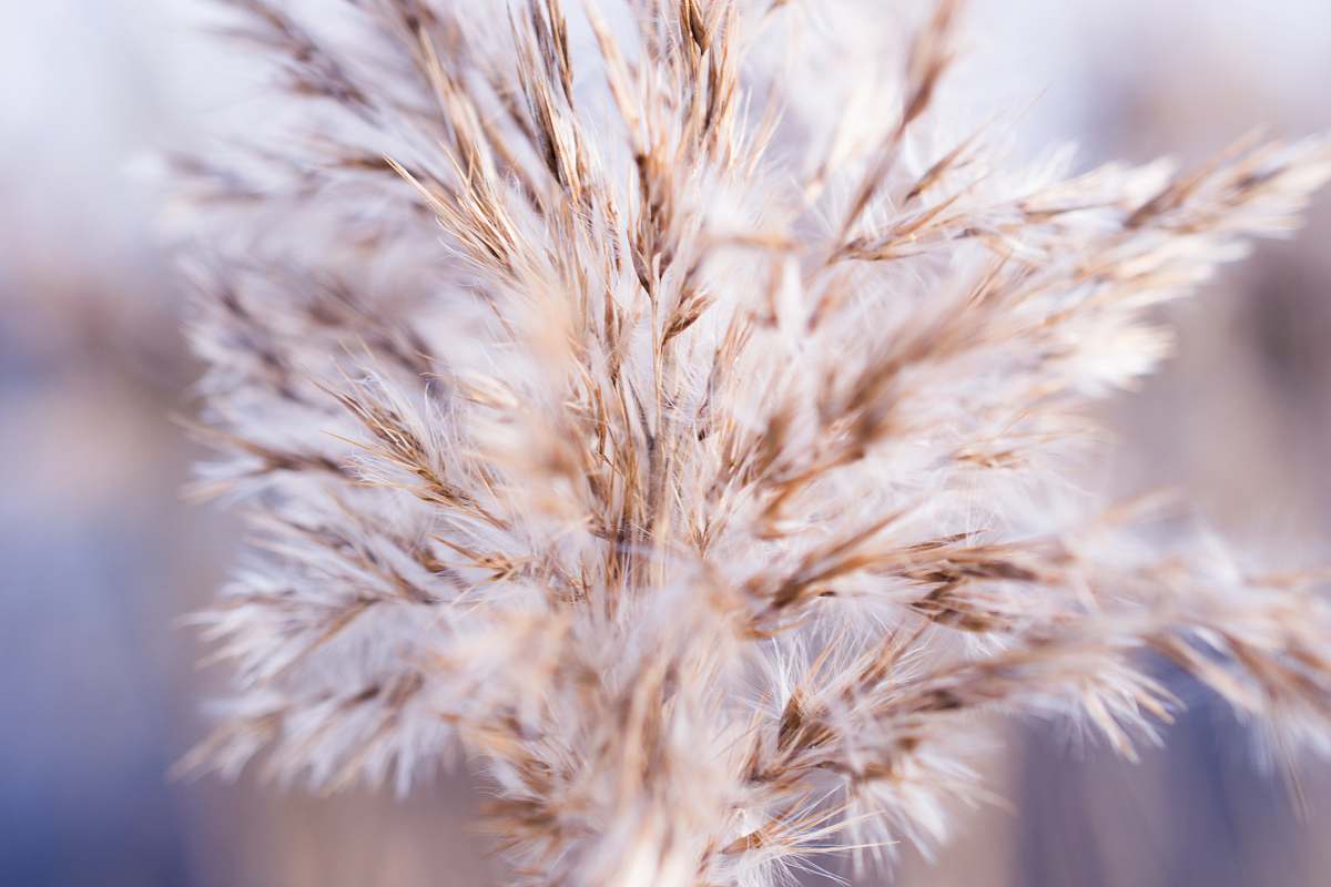 grass shallow focus photo of white flower bird