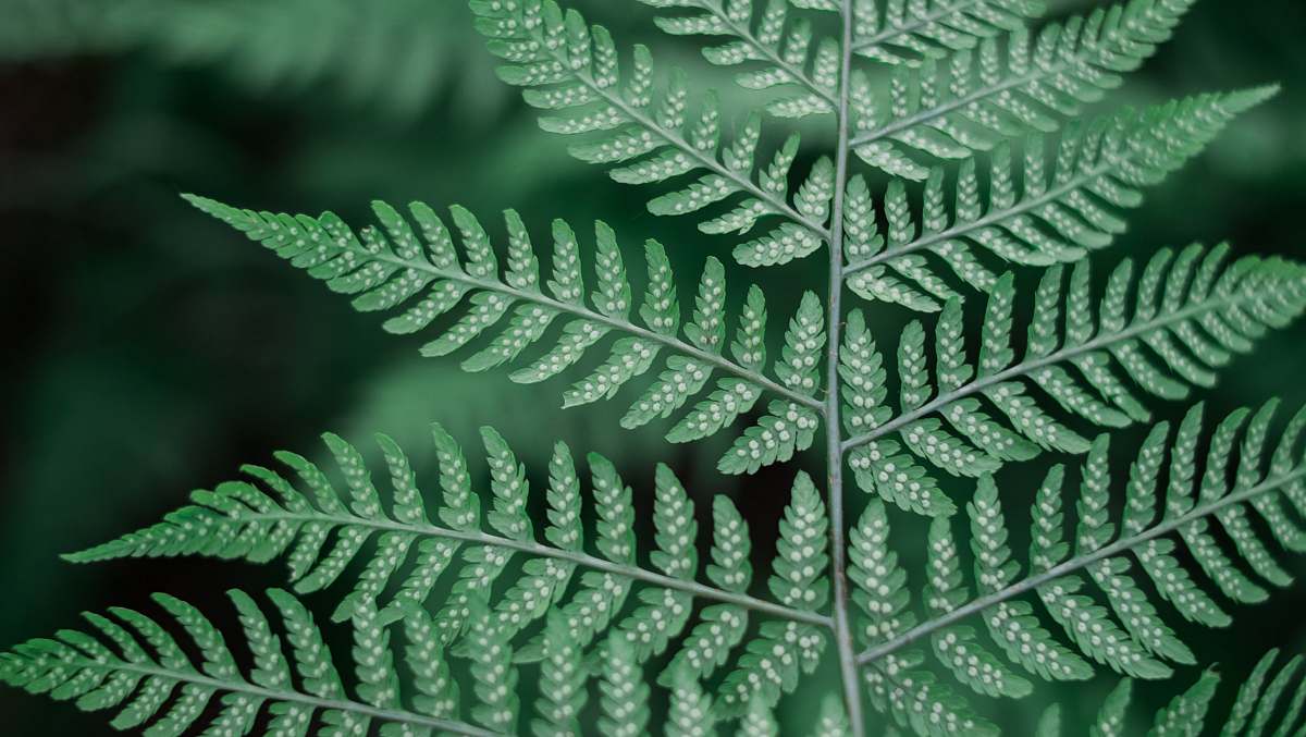 fern shallow photography of green leafed plant forest