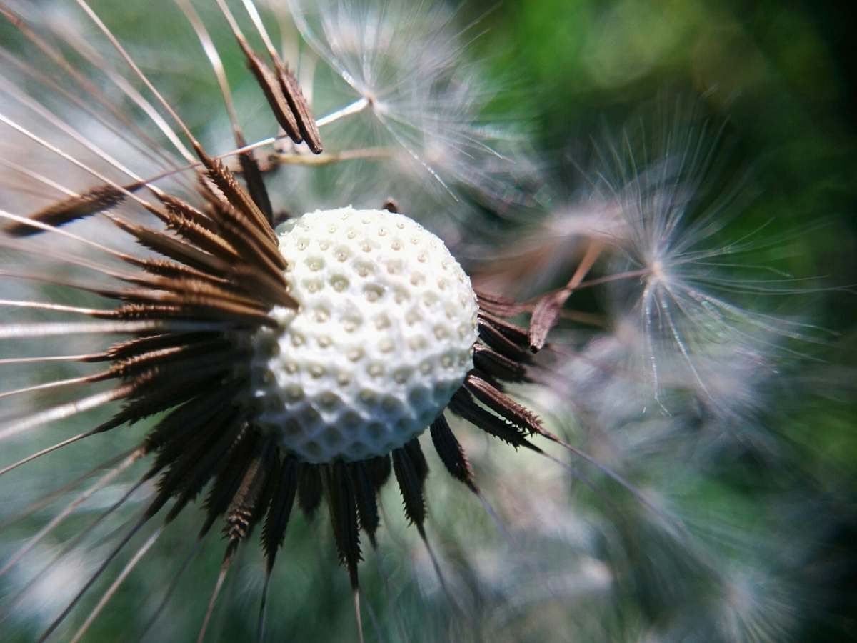 dandelion white dandelion flower in close-up photography blossom