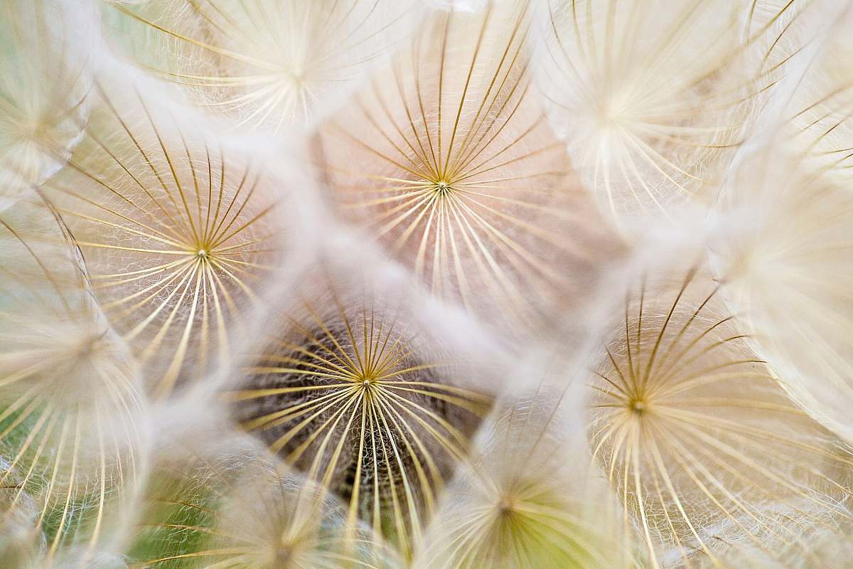 flower white dandelion flowers nature