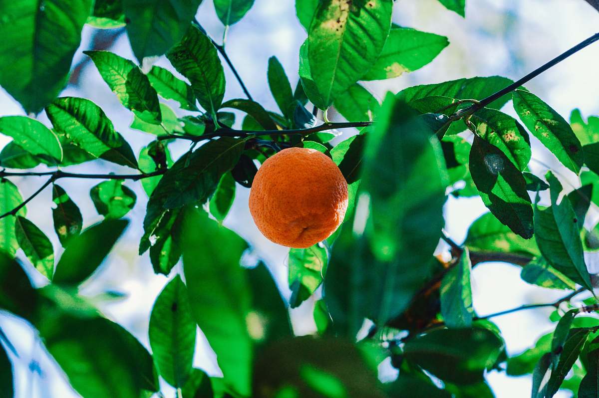 fruit orange fruit plant