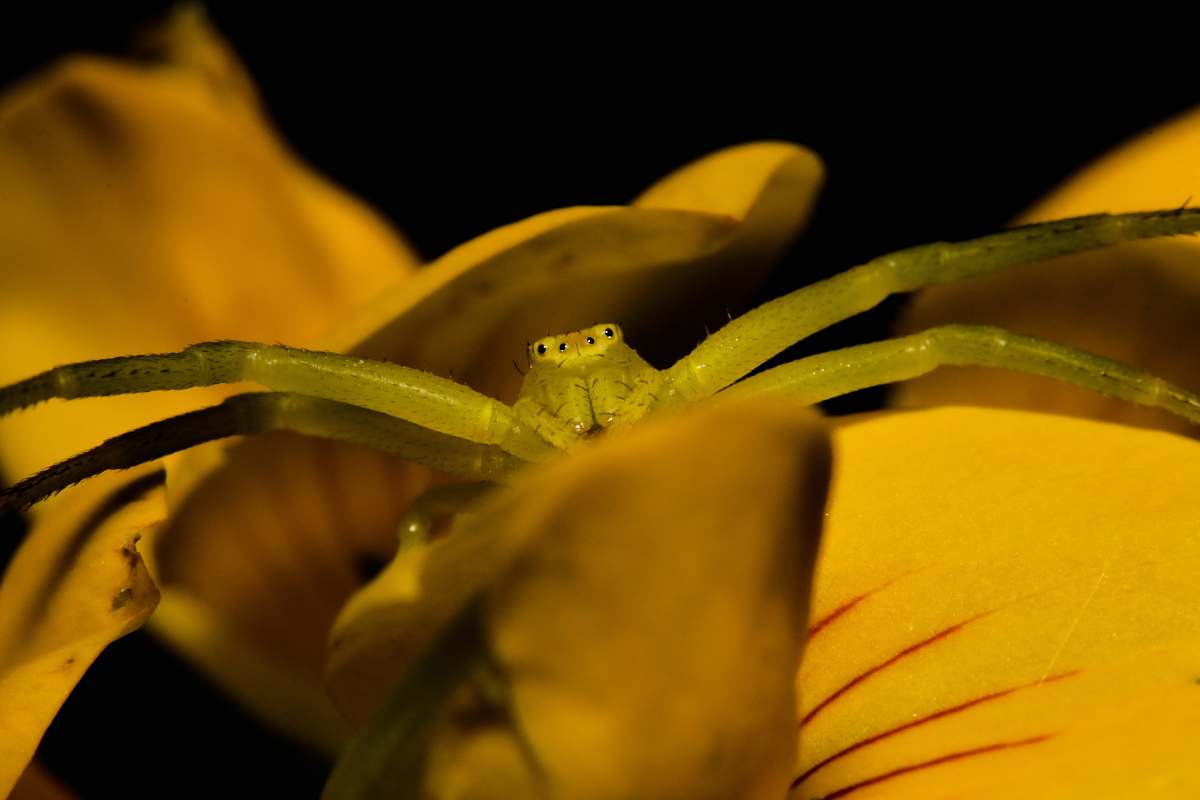 yacolt green insect united states