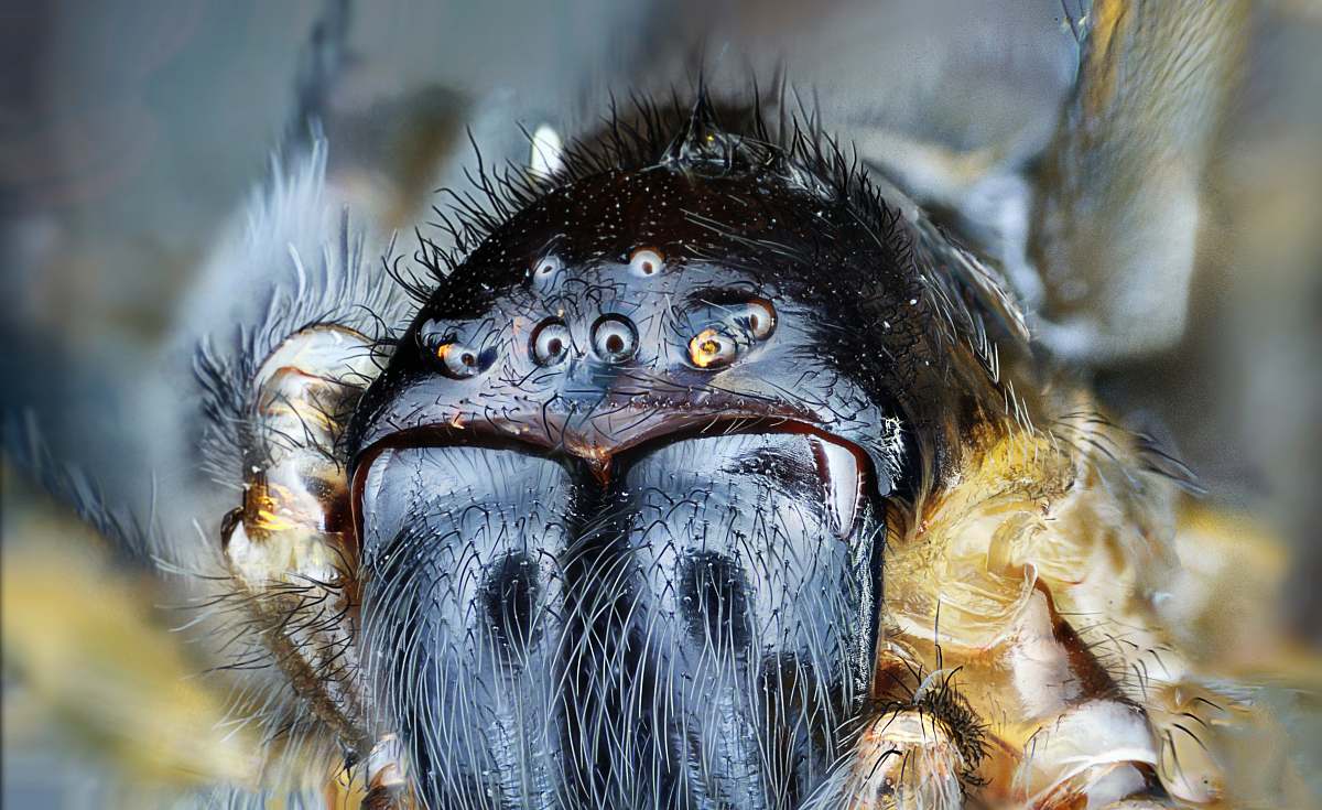 eye macro shot photography of black spider mecro
