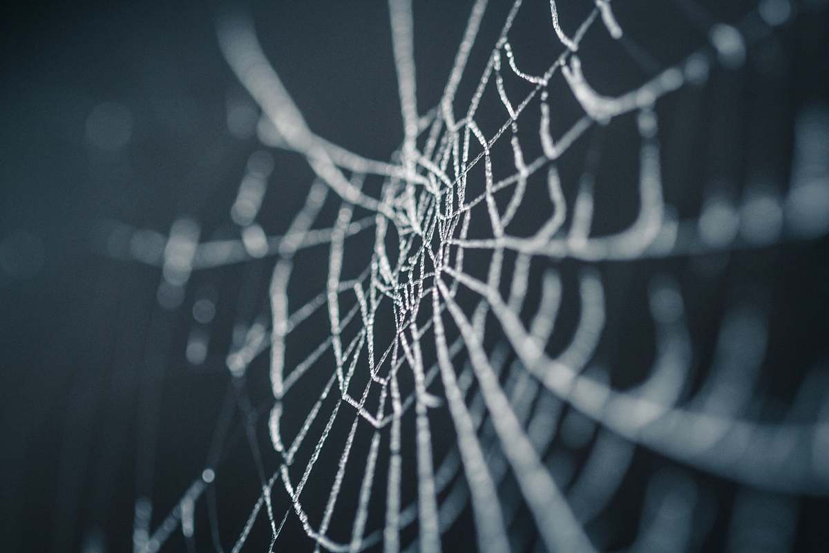 insect selective focus photography of spiderweb halloween