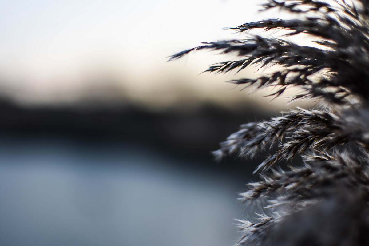 grain macro photography of gray leaves blur