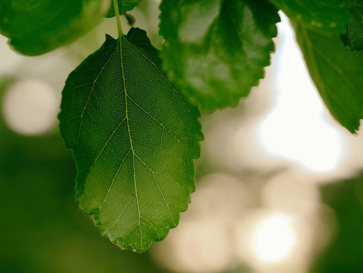 macro green leaf morning