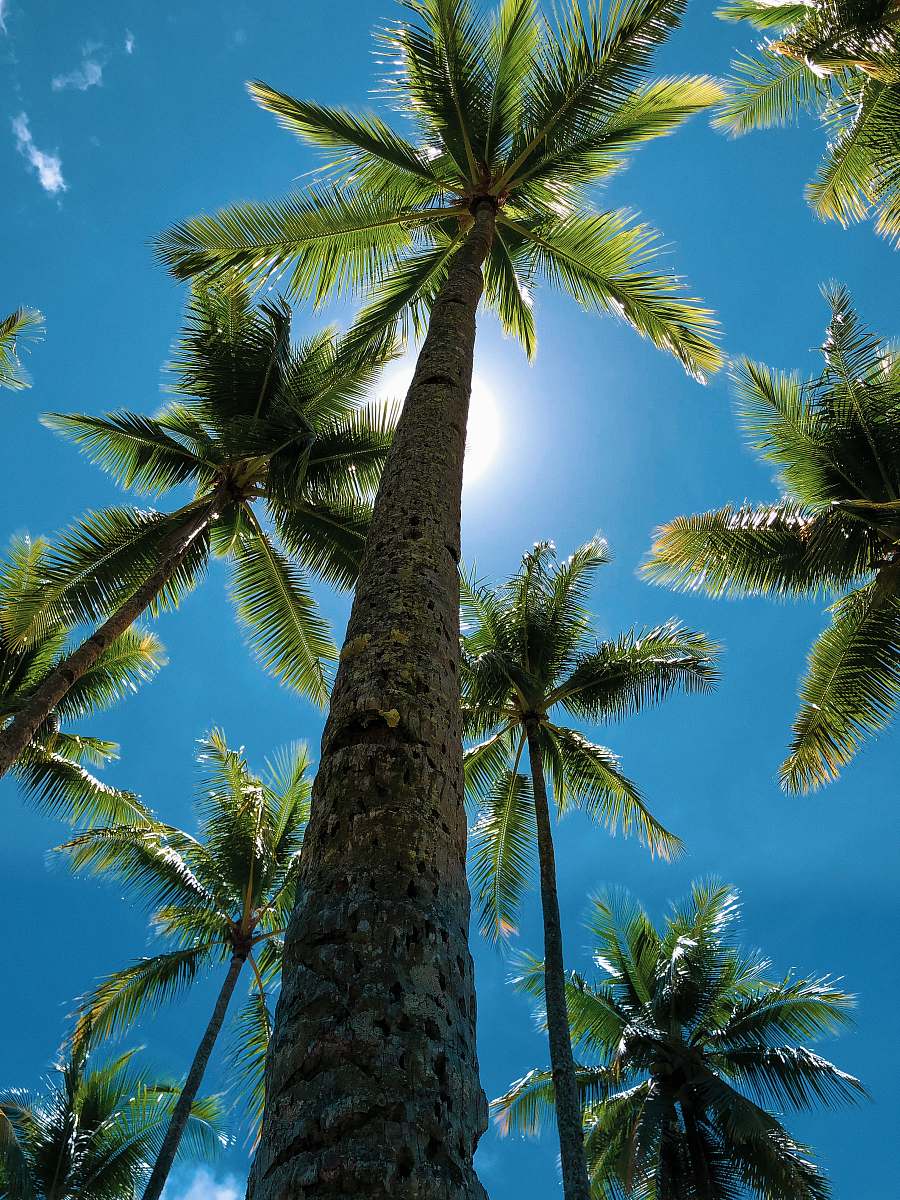 summer low-angle view of palm trees during daytime tree