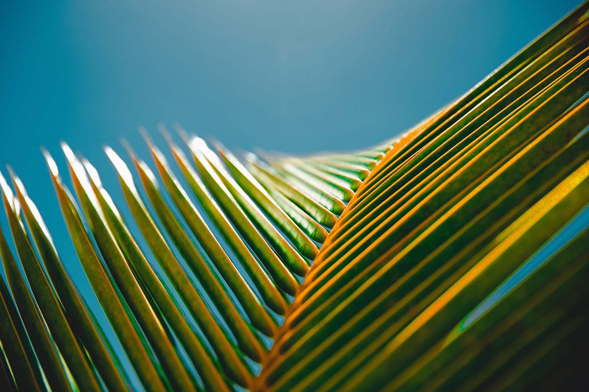 nature photography of banana leaves background