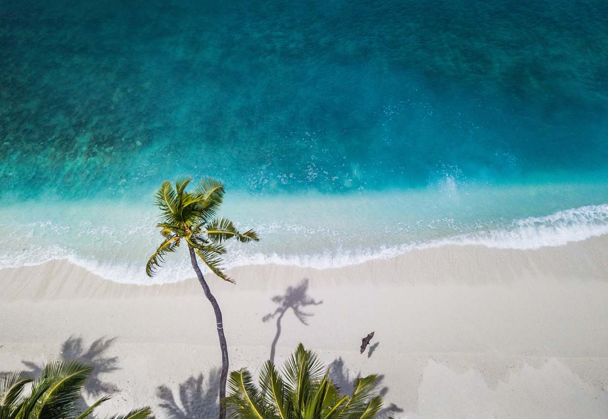 landscape aerial nature photography of green palms on seashore during daytime tropical