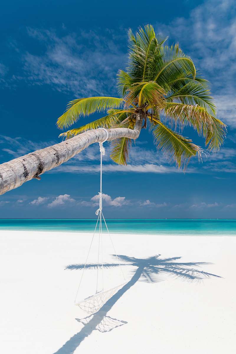 tropical bent coconut tree with hammock near shore during daytime land