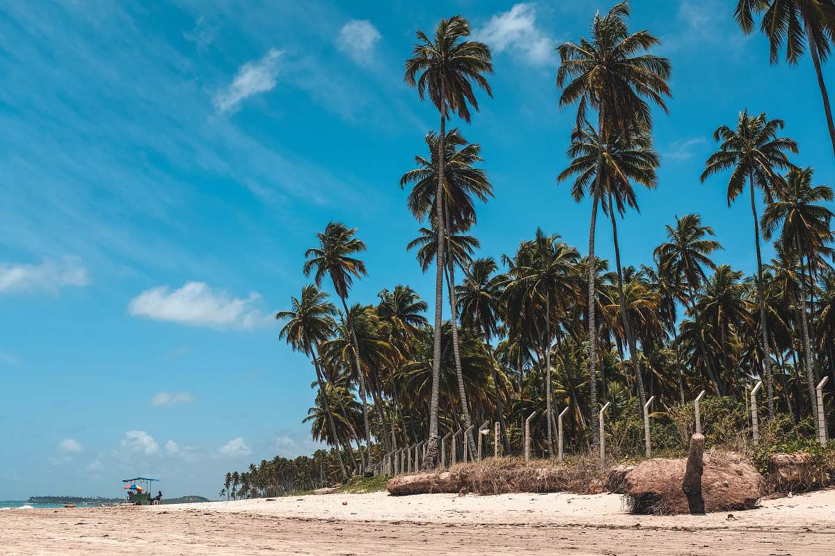 tropical coconut tree in seashore person