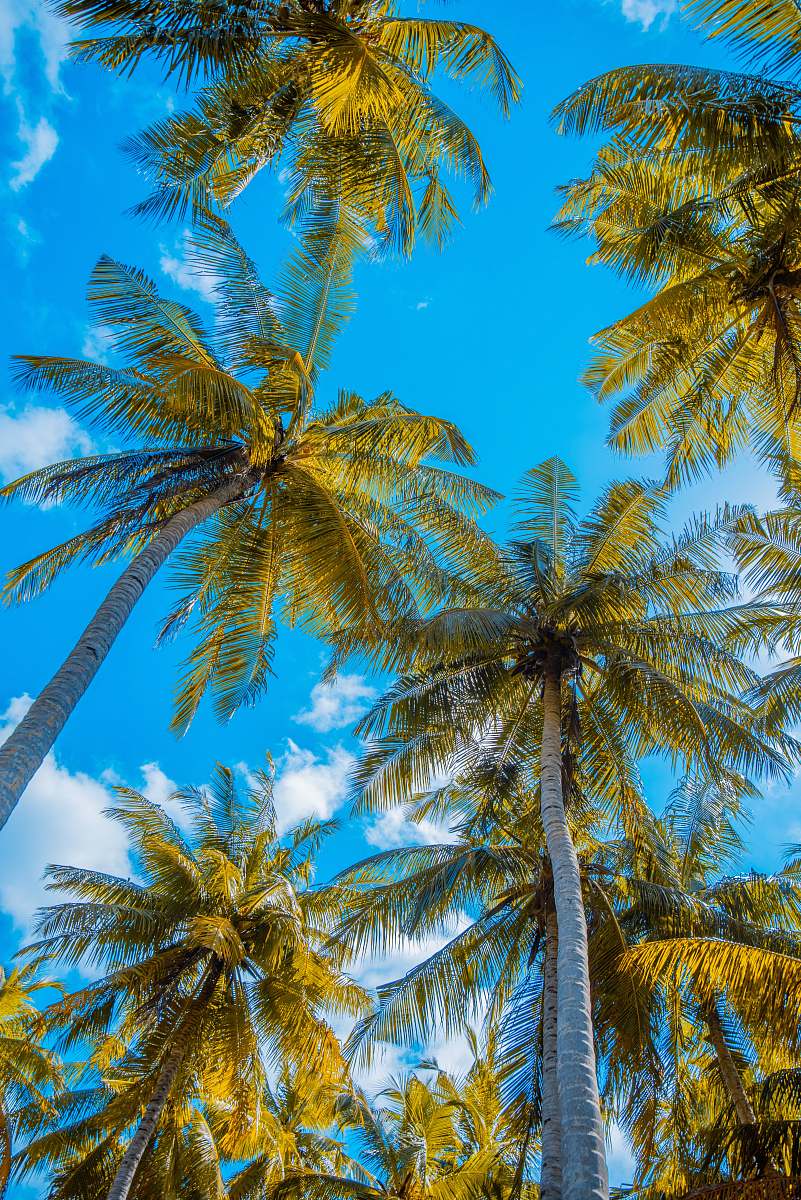 tree green palm trees tropical