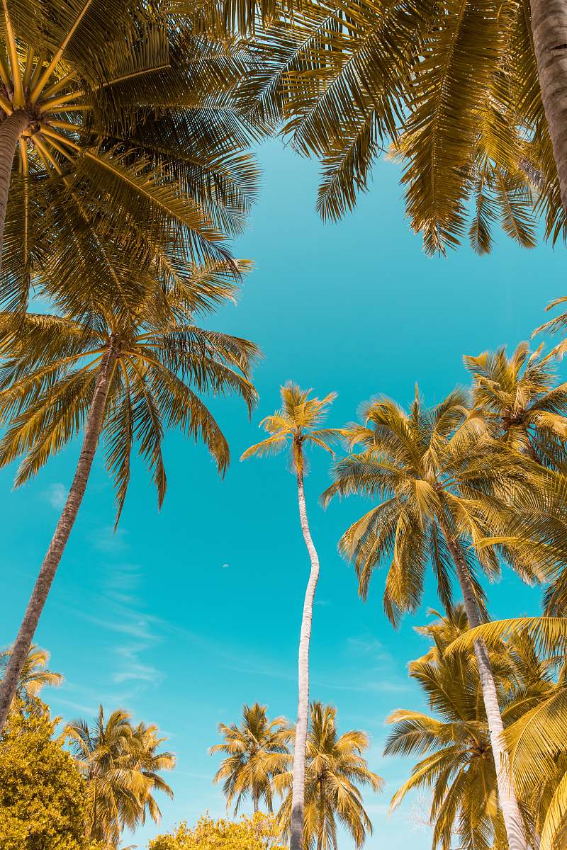 Tropical Low-angle Photo Of Coconut Trees Maldives Image Free Photo