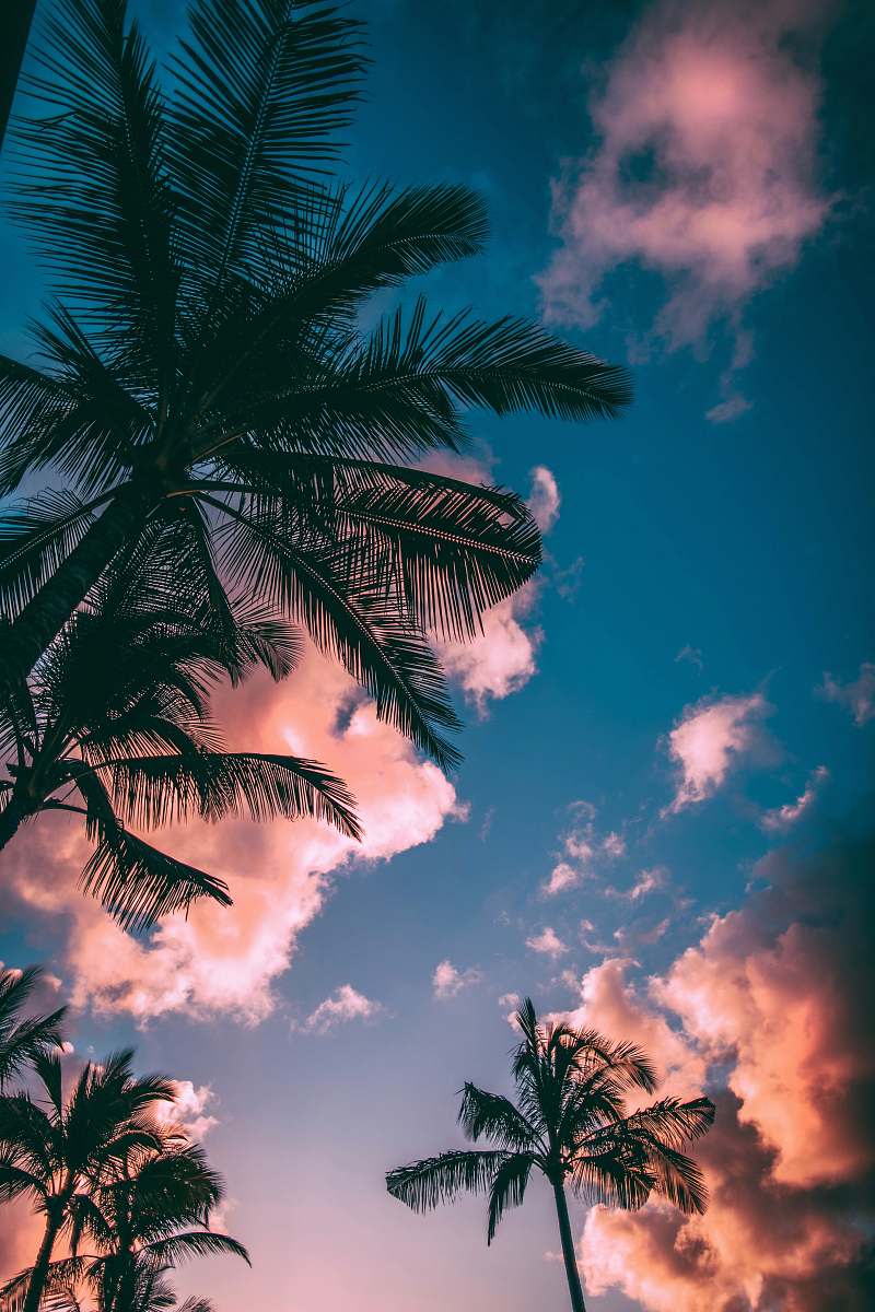 nature low-angle photograph of palm trees palm tree