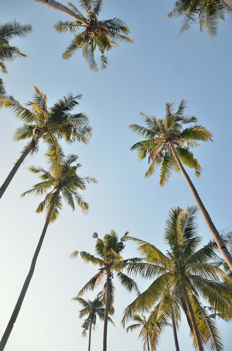 tree worm view photo of palm trees during daytime palm tree