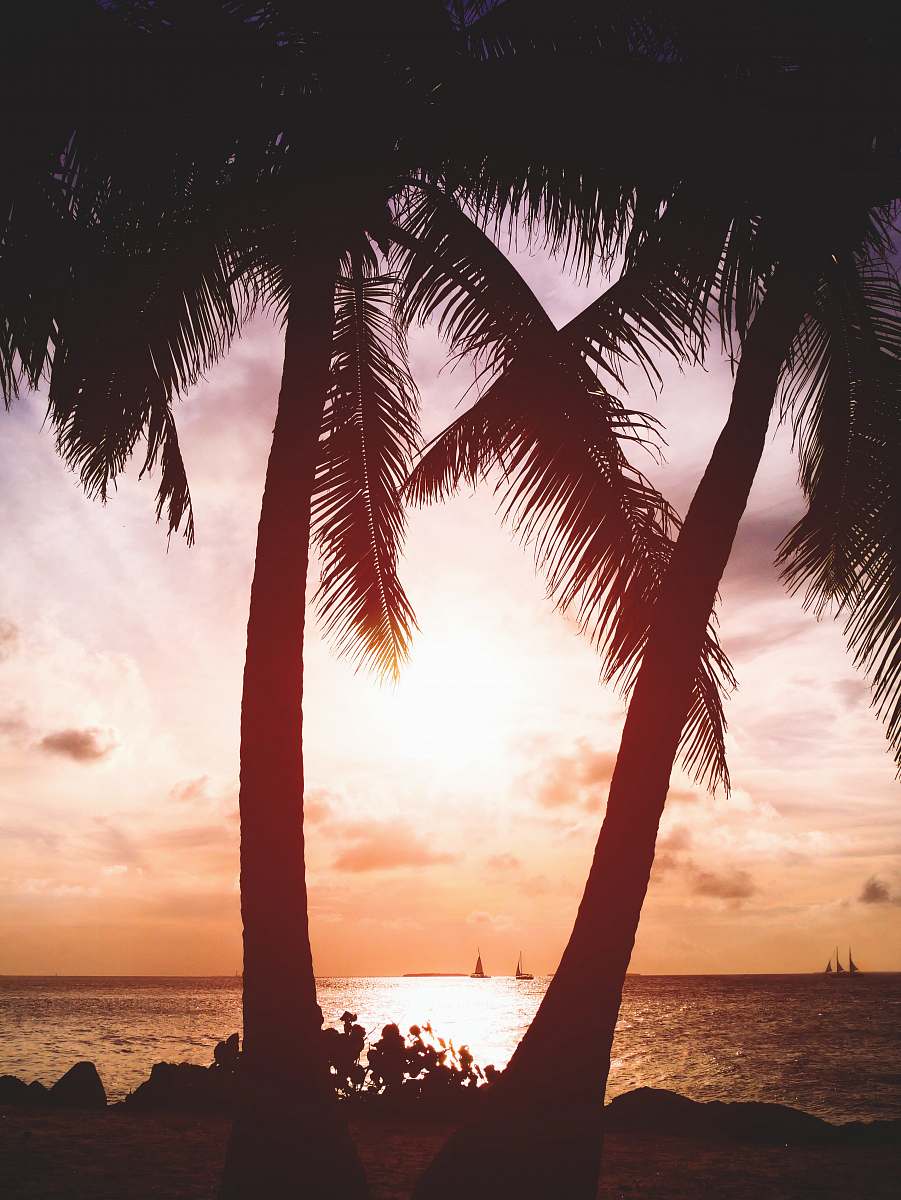 nature two coconut trees beside beach key west