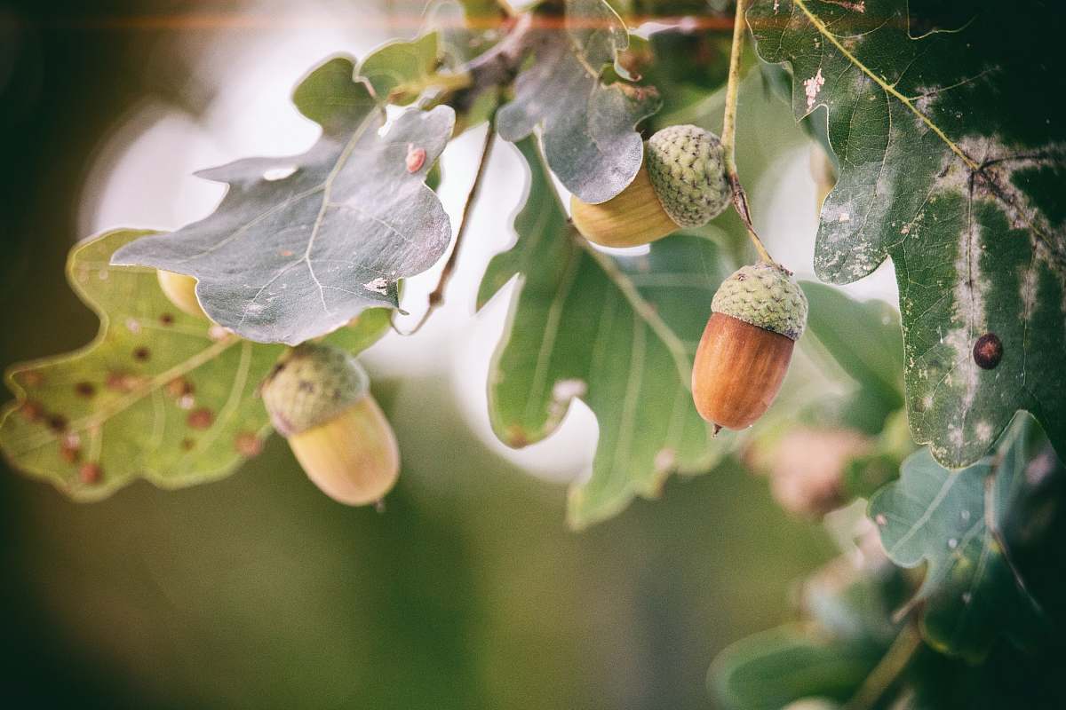 nut selective focus photography of white petaled flower seed