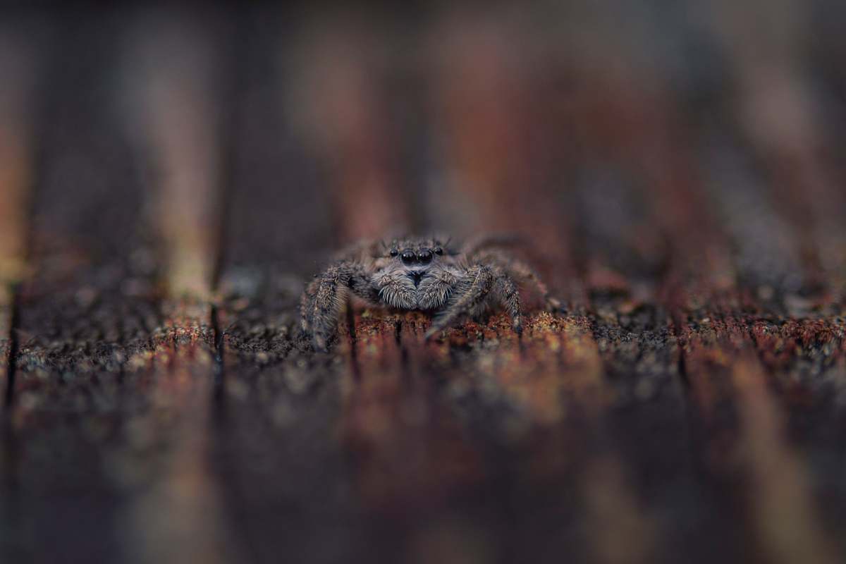 animal macro shot photography of common house spider crocodile