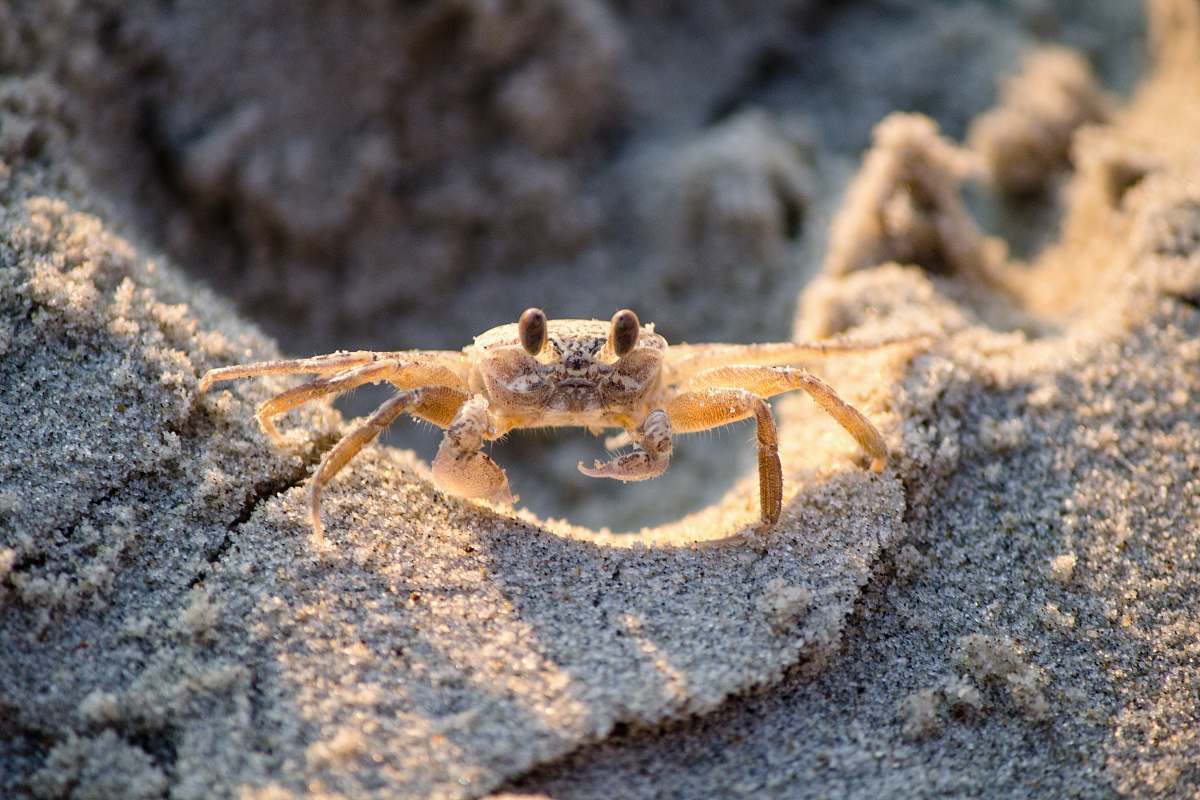 Crab Brown Crablet On Sand Food Image Free Photo