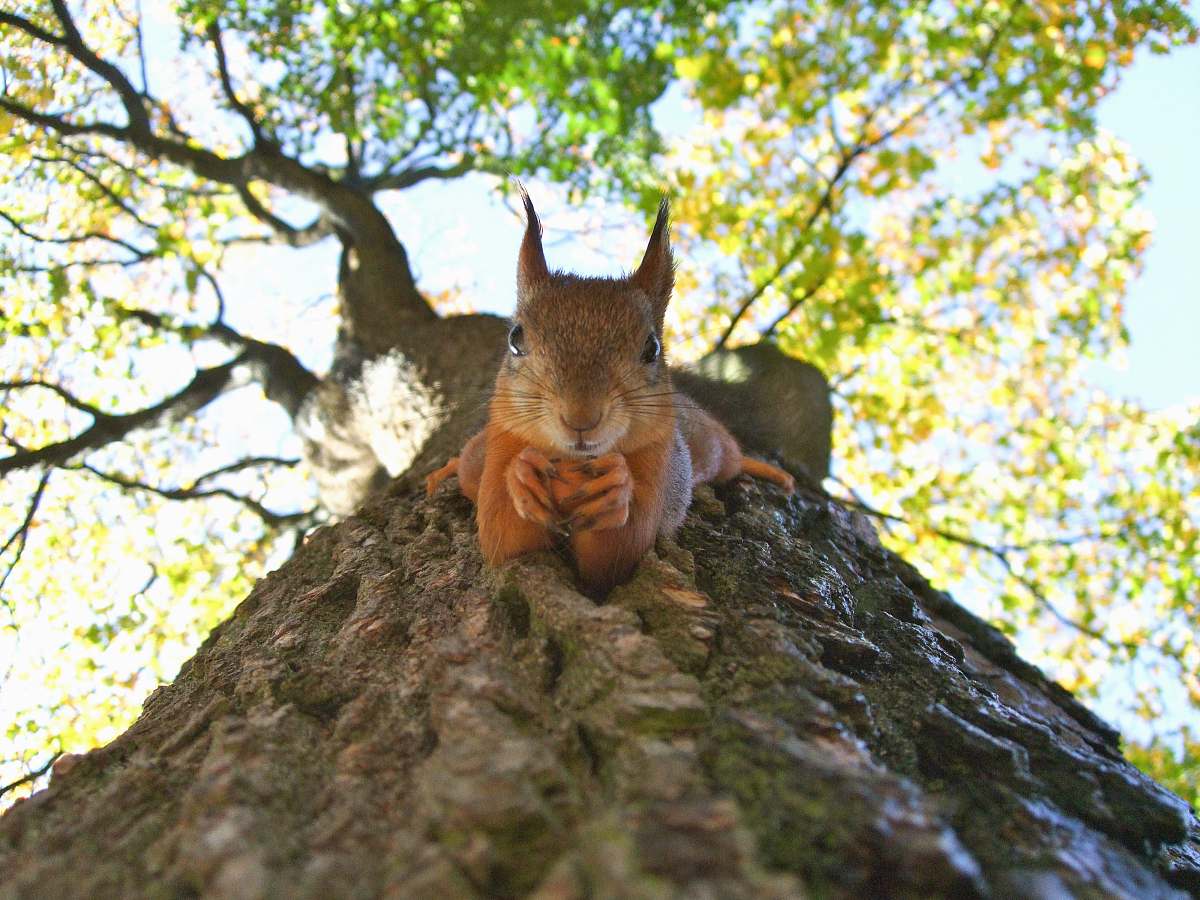 mammal brown squirrel on green leafed tree squirrel