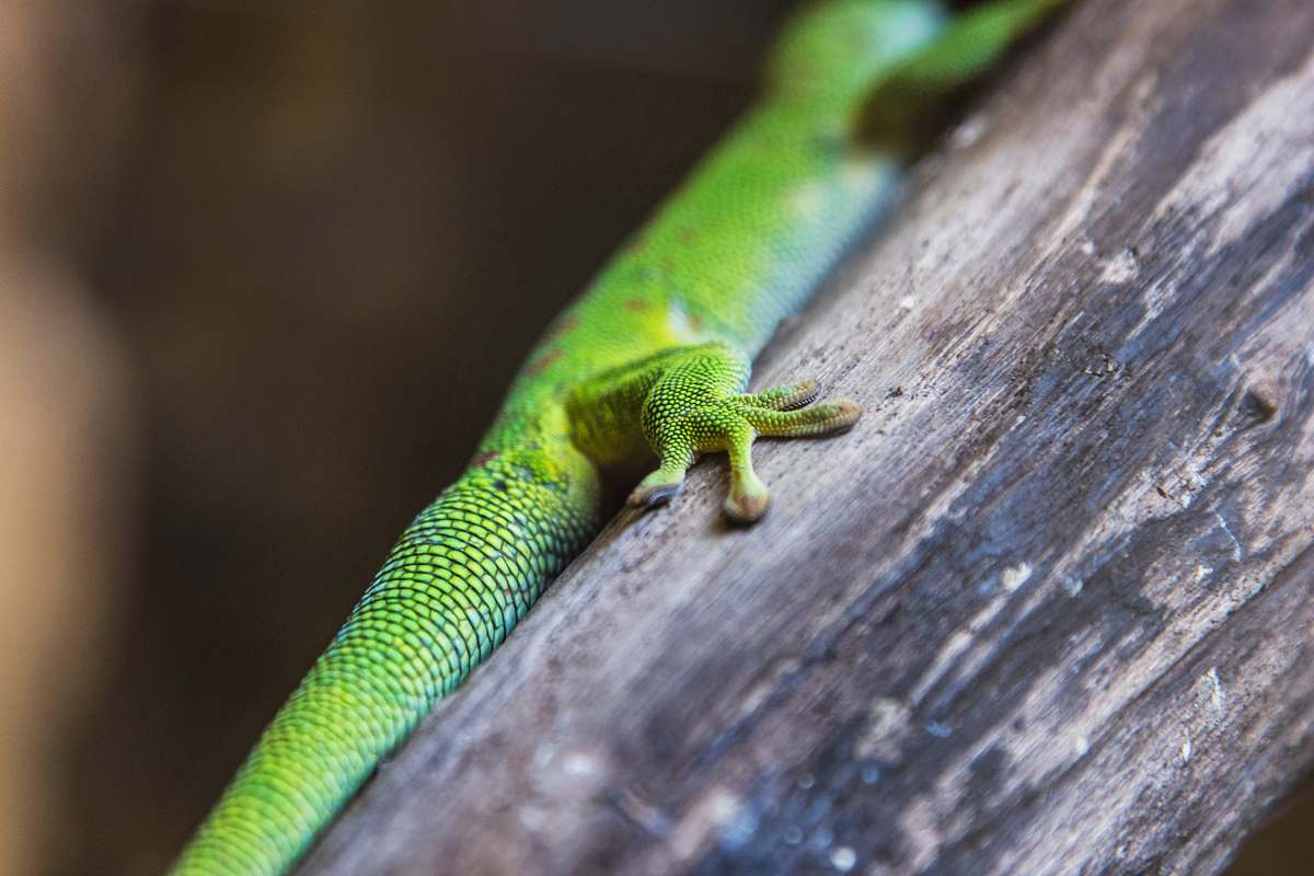 reptile green gecko perched on wood lizard