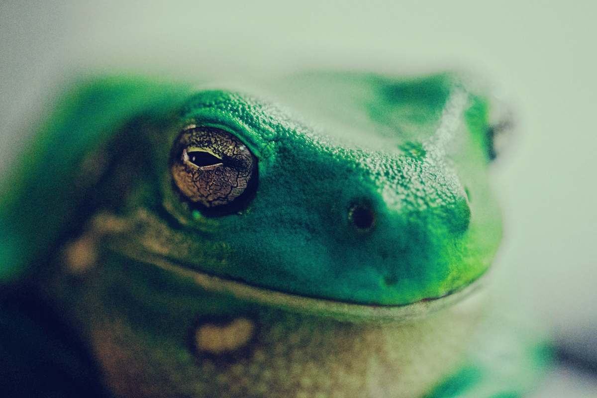 frog green lizard close up photography amphibian