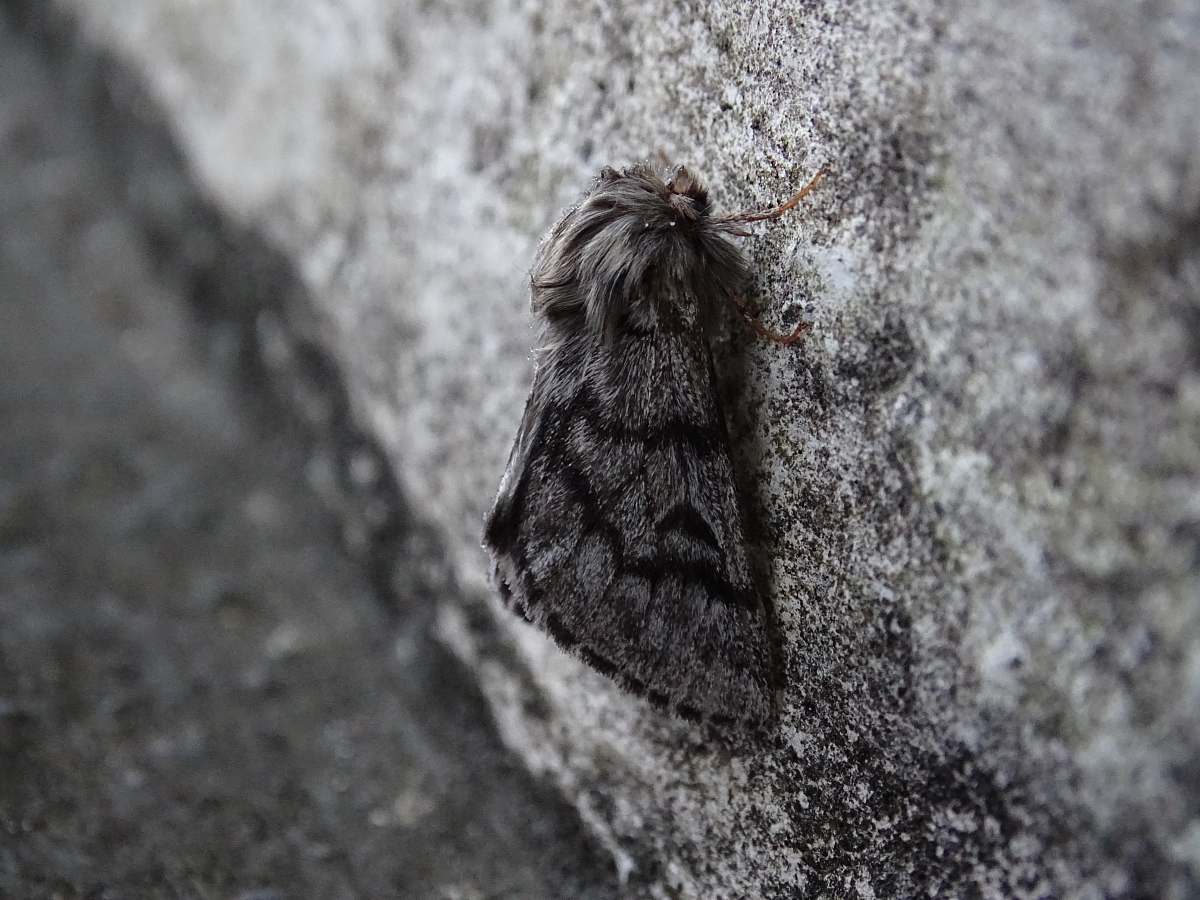 arachnid moth on gray surface invertebrate