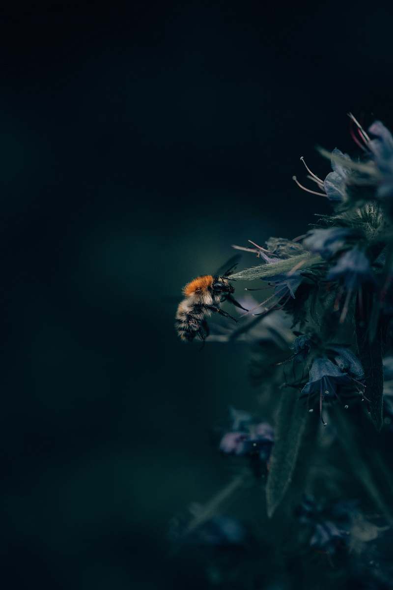 insect black and orange honeybee on flowers in shallow focus photography animal