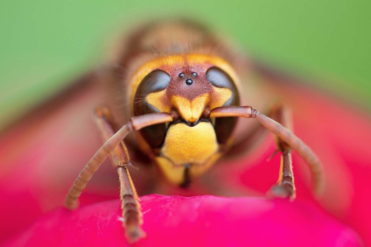 insect shallow focus photo of wasp wasp