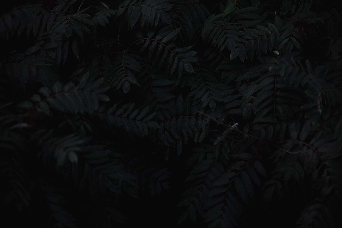 black gray leaves oregon