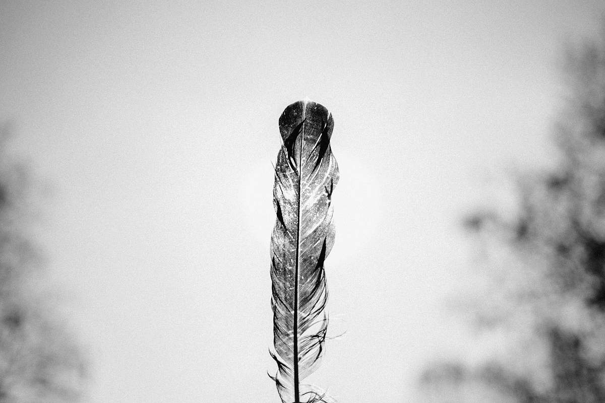 white grayscale photo of feather grass