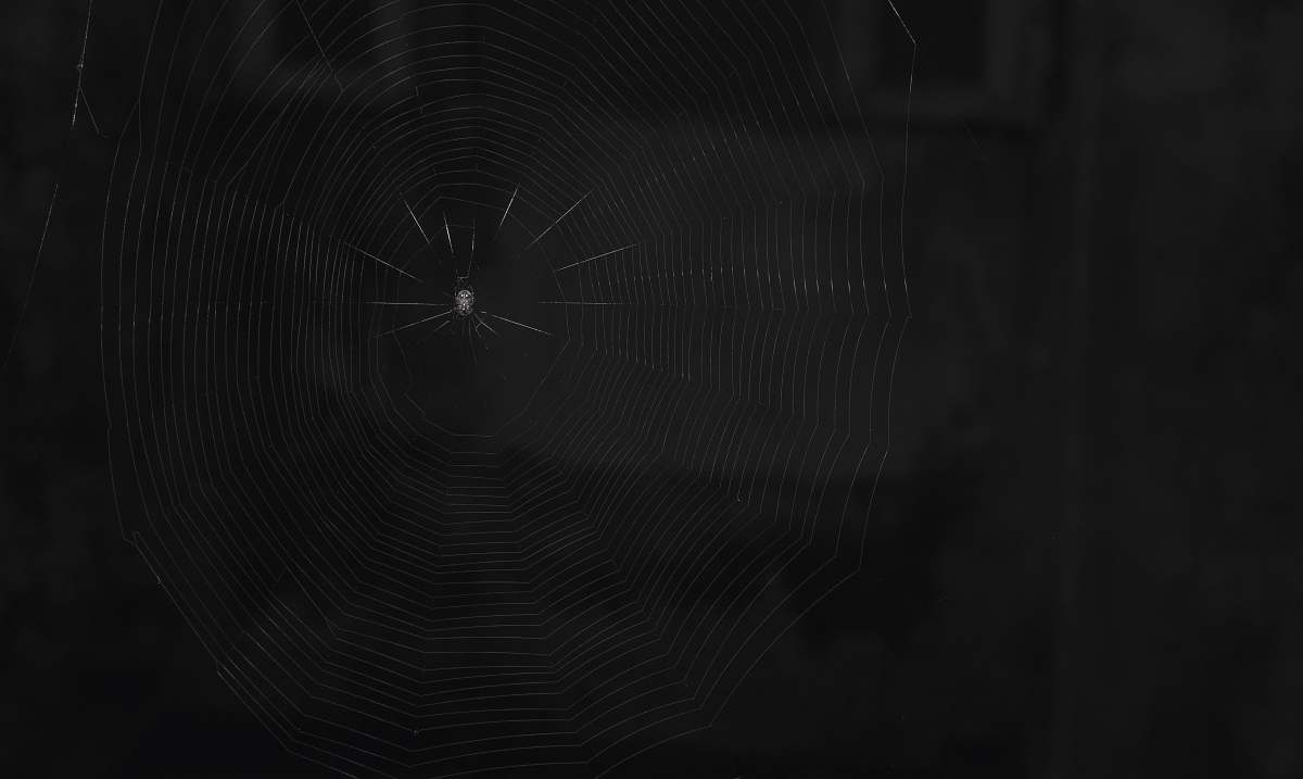 black photo of spider on spider web maharashtra