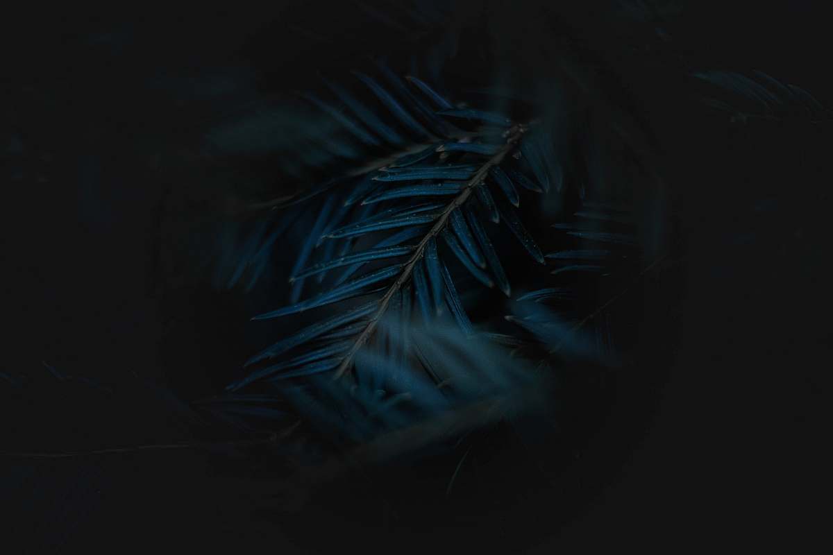 plant blue and green leaves painting tree