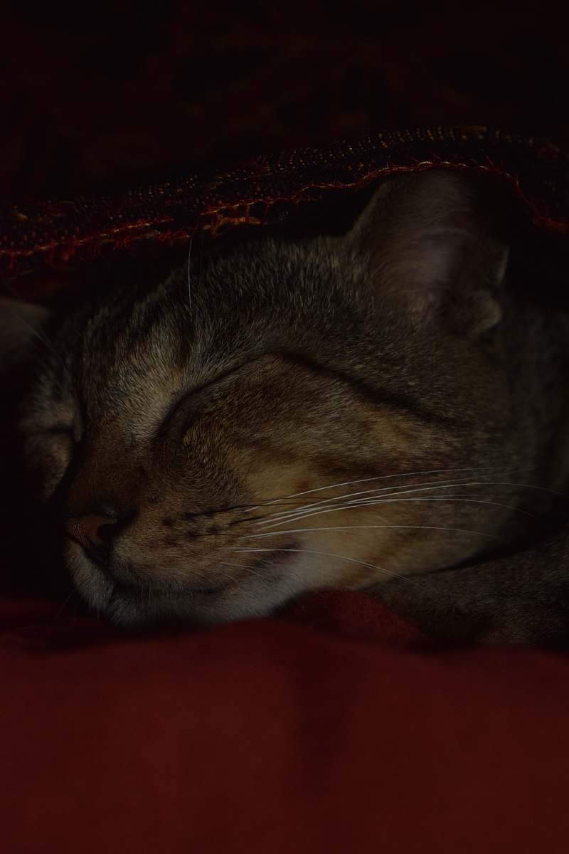 abyssinian brown tabby cat animal