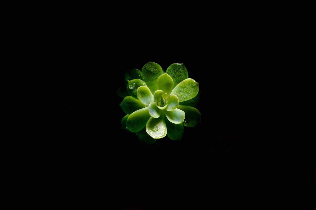 plant closeup photography of green succulent plant flora