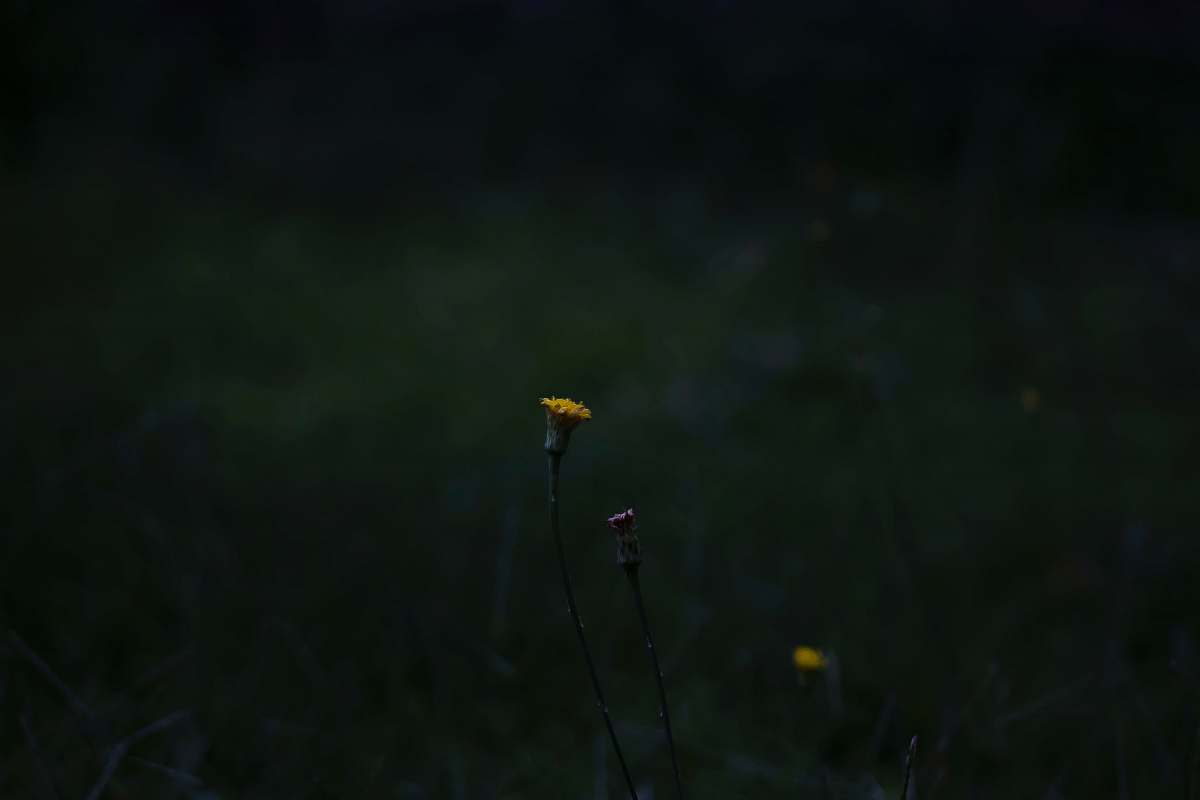 plant closeup photography of yellow-petaled flower blossom
