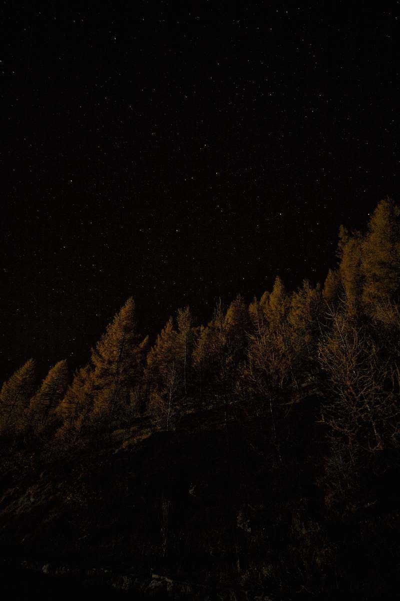 outdoors fine trees waving night