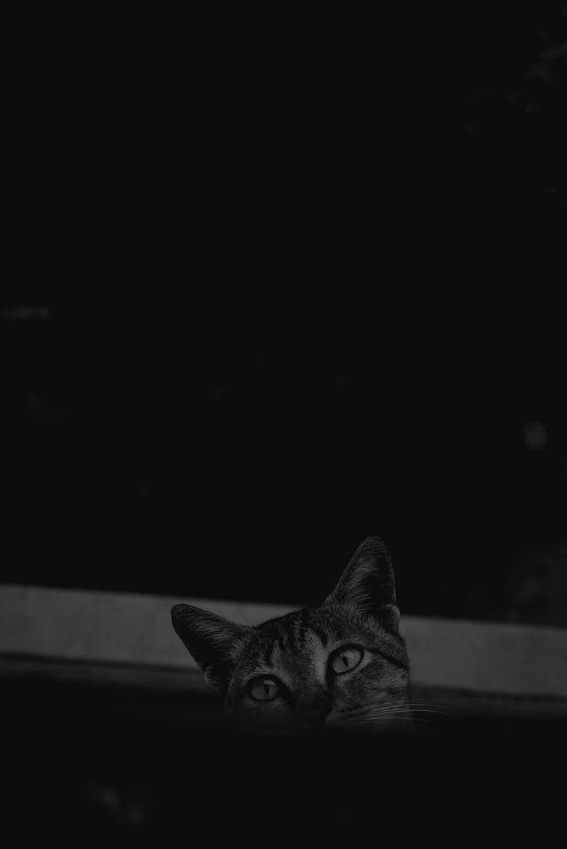 black-and-white gray cat animal