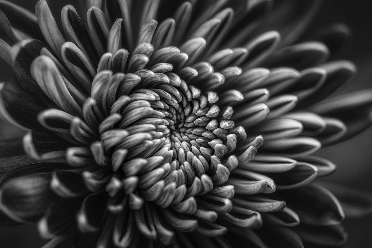 black-and-white grayscale photo of chrysanthemum flower