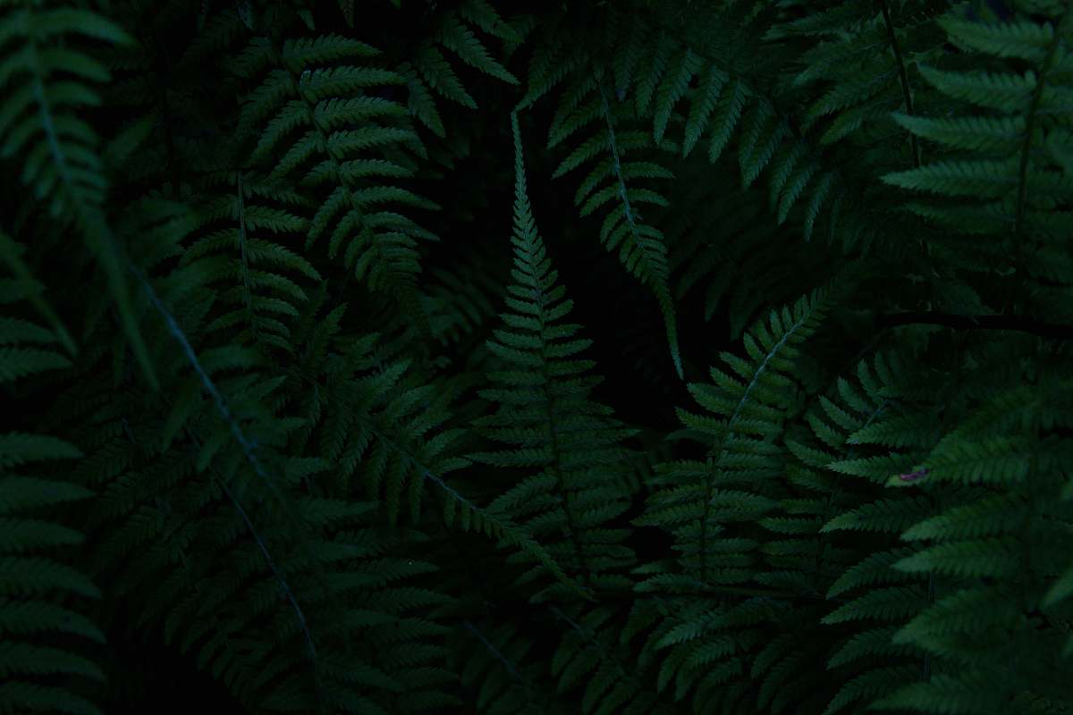 plant green fern plants fern